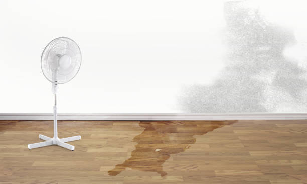 Best Professional water damage repair  in Larksville, PA